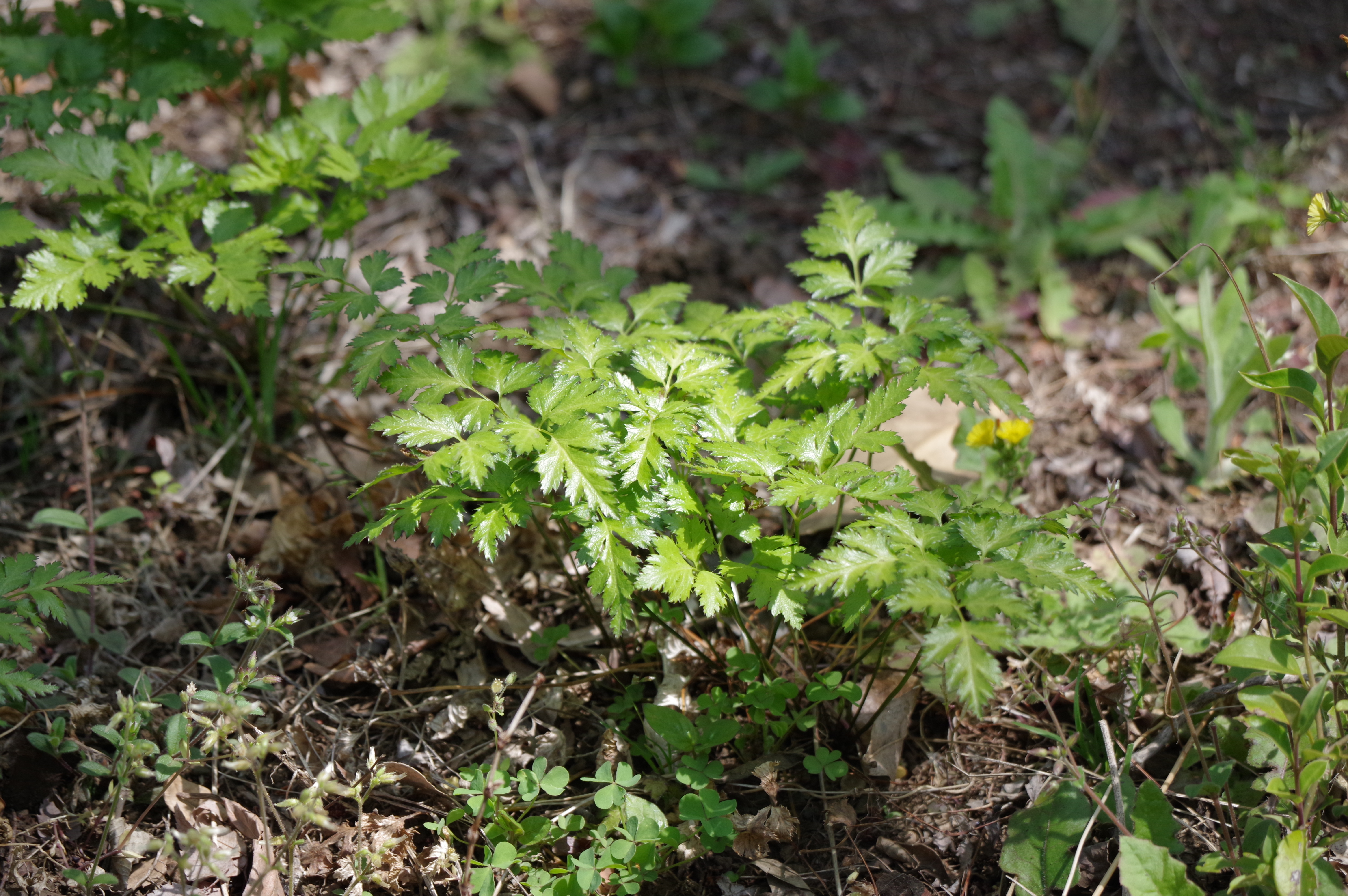 オウレンエキスのイメージ